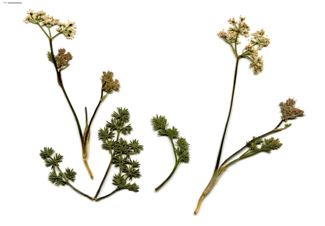 Trinia glauca subsp. glauca var. glauca (Apiaceae)